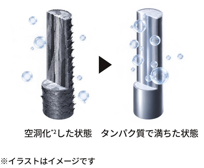毛髪断面の比較図。左は内部がスカスカに空洞化した状態、右はタンパク質で満たされた状態