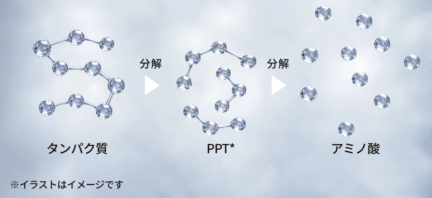 タンパク質を分解するとPPT（ポリペプチド）になり、さらに分解するとアミノ酸になることを示す模式図