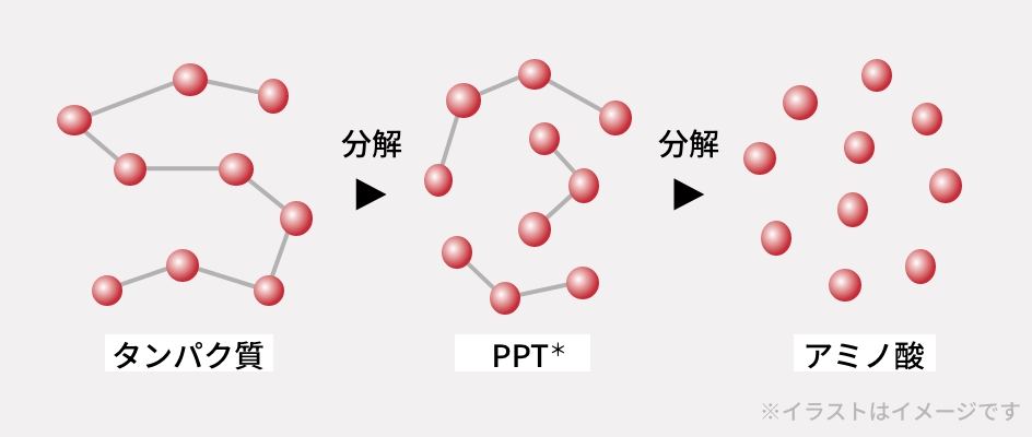 タンパク質→PPT→アミノ酸