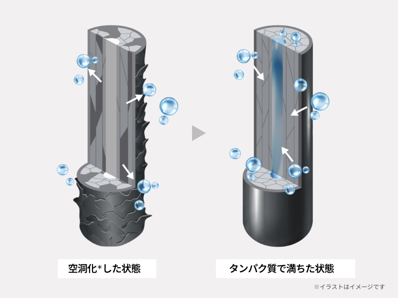 空洞化した状態→タンパク質で満ちた状態